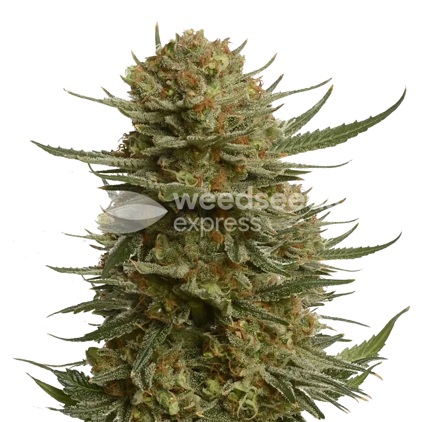 Berner's Cookies plant