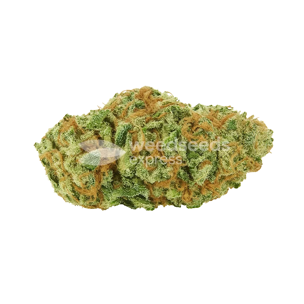 Big Bud Auto Bud