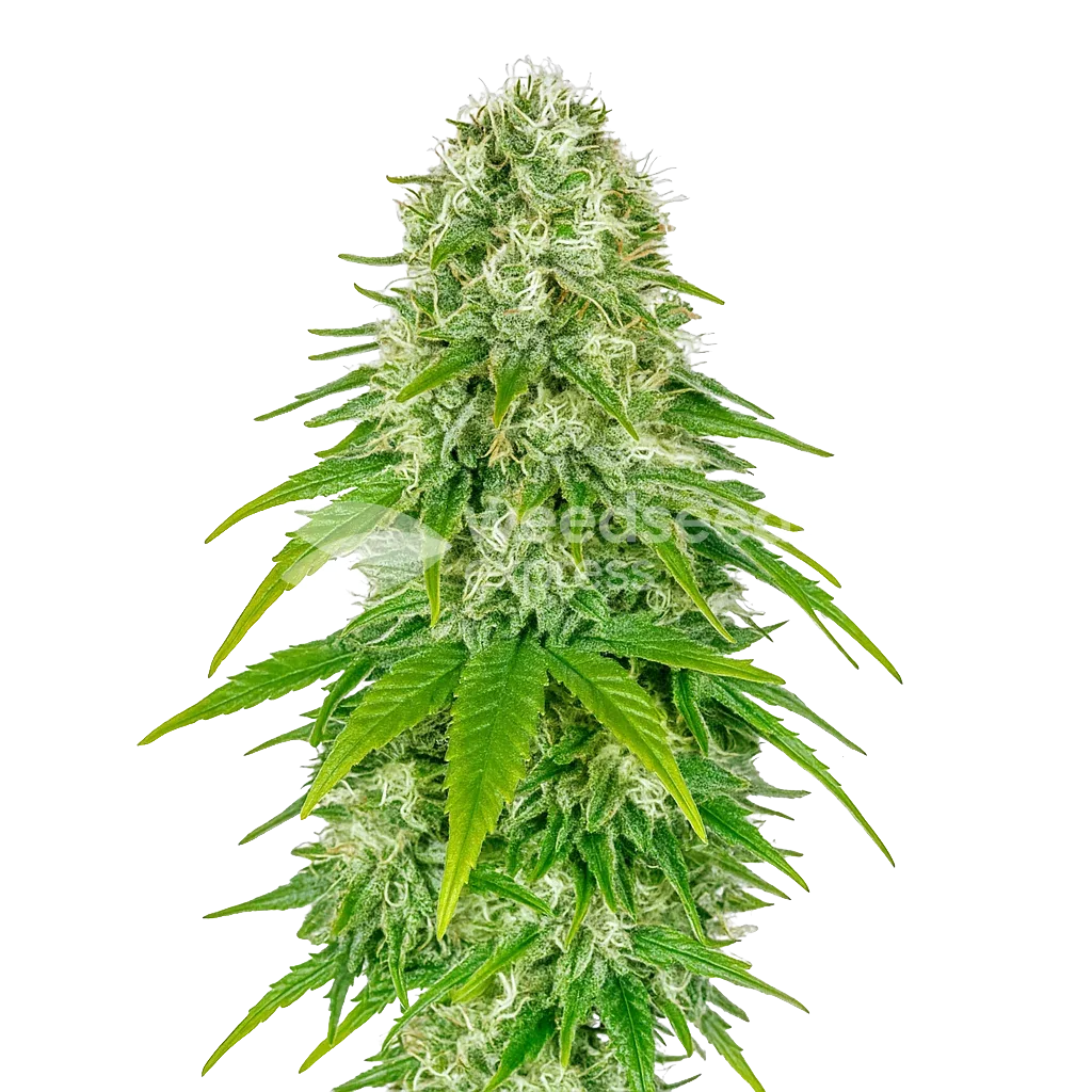 Big Bud Auto Plant