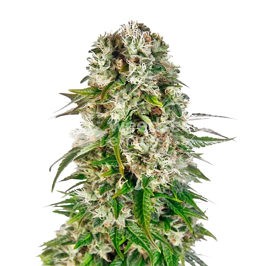 Big Bud cannabisplant
