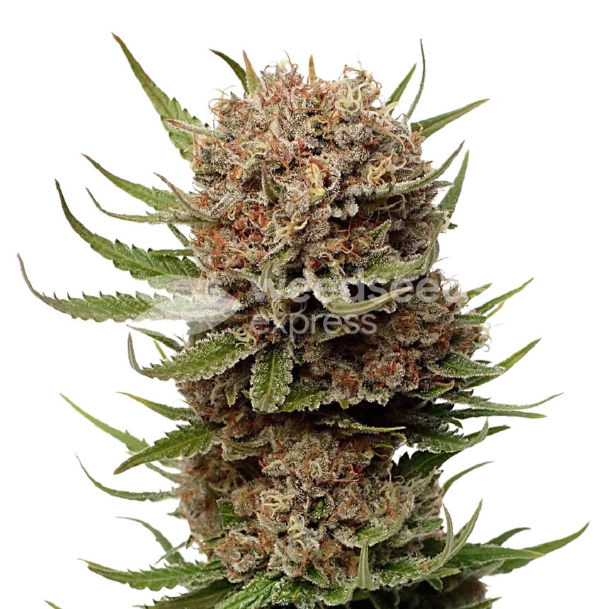 Black Domina plant