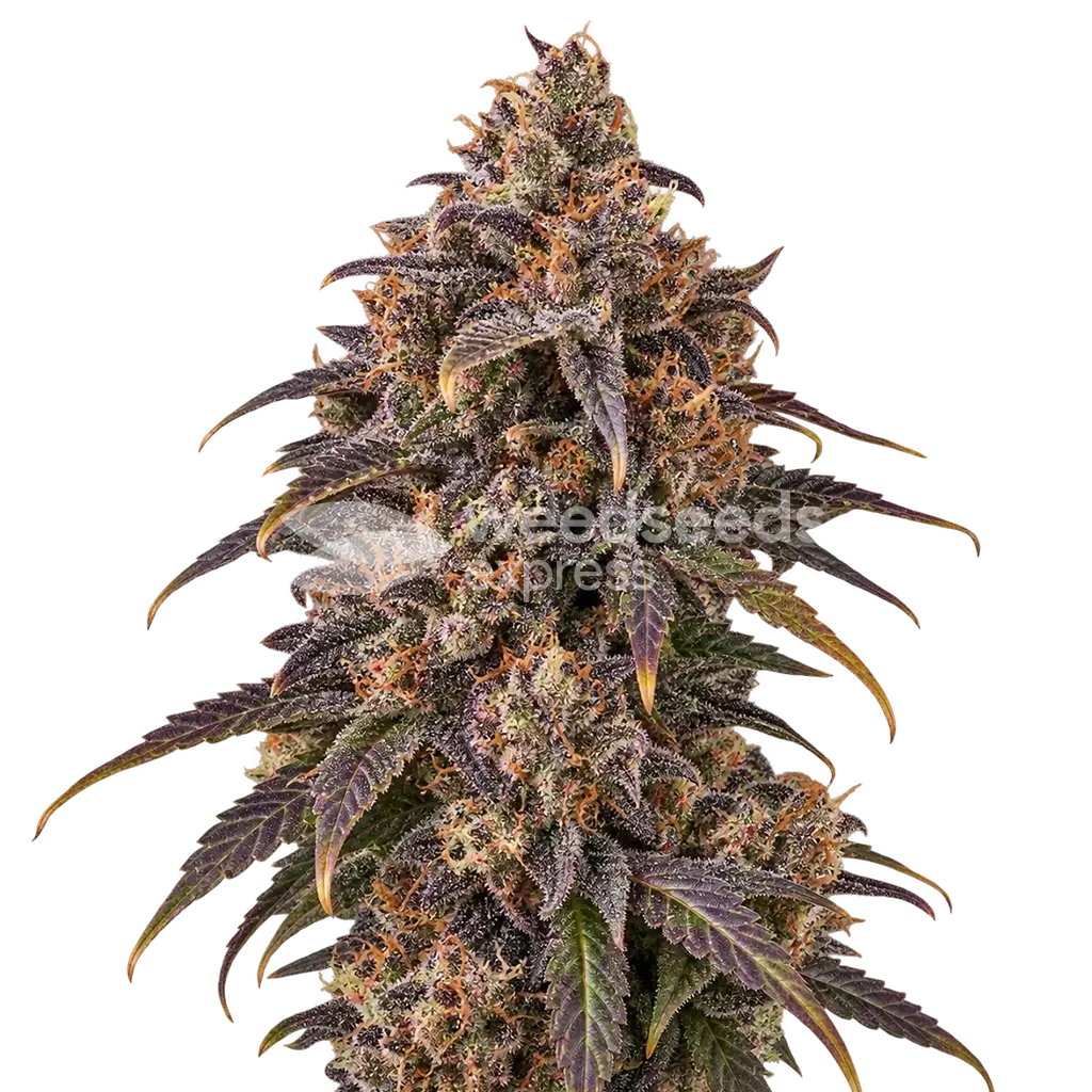 Black Hulk Cannabis Plant