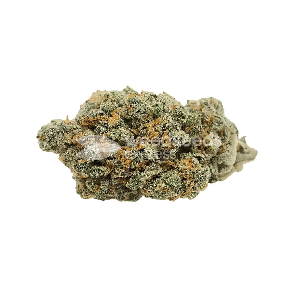 Black Jack Auto Bud