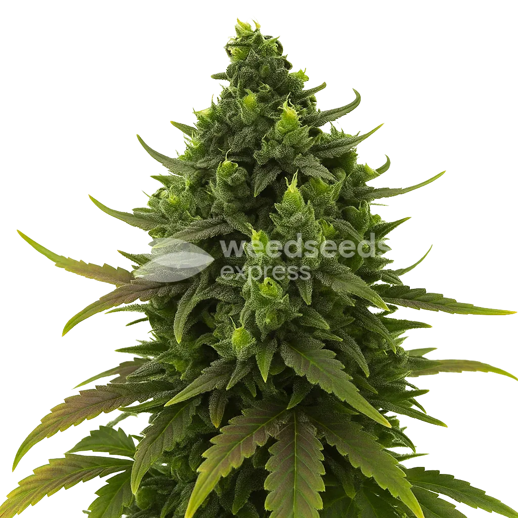 Black Jack Auto Plant