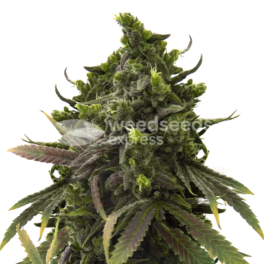 Black Jack plant