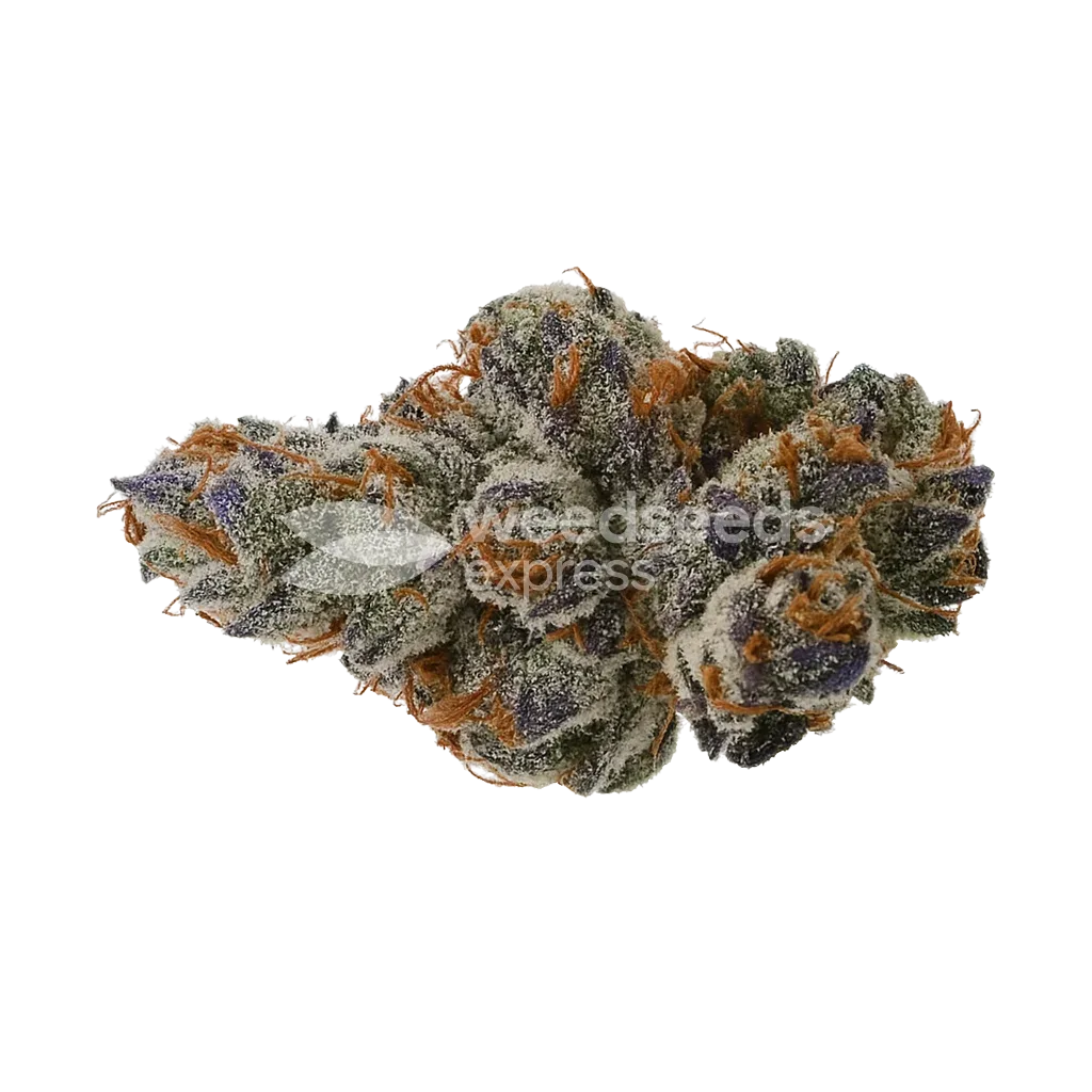 Black Runtz Auto Bud