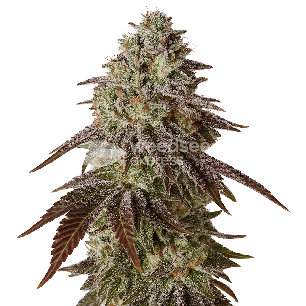 Black Runtz Auto Plant