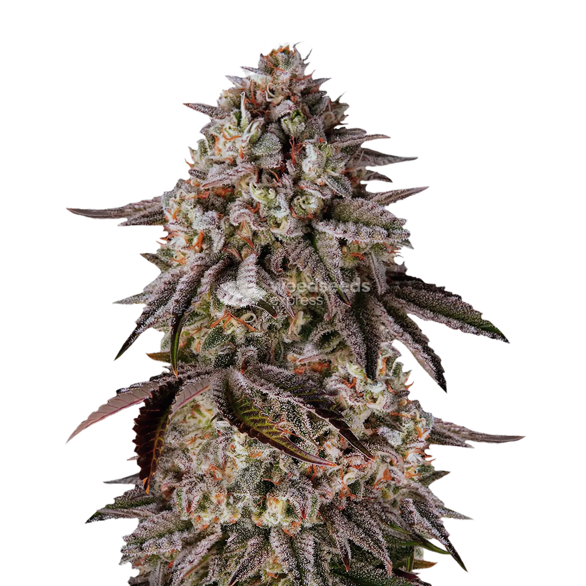 Black Runtz Plant