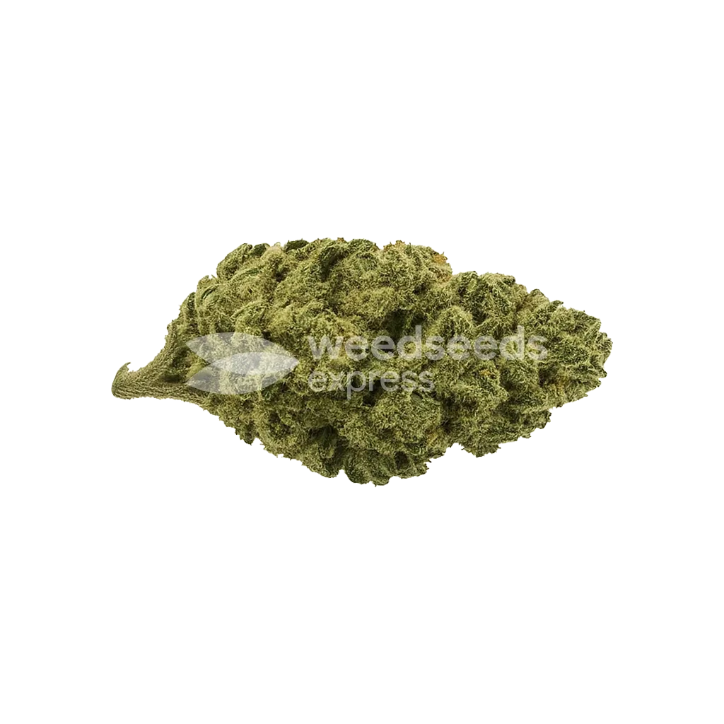 Black Widow Auto Bud