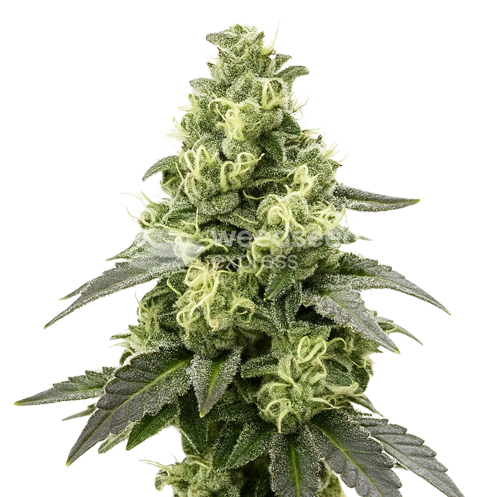 Black Widow Auto Plant