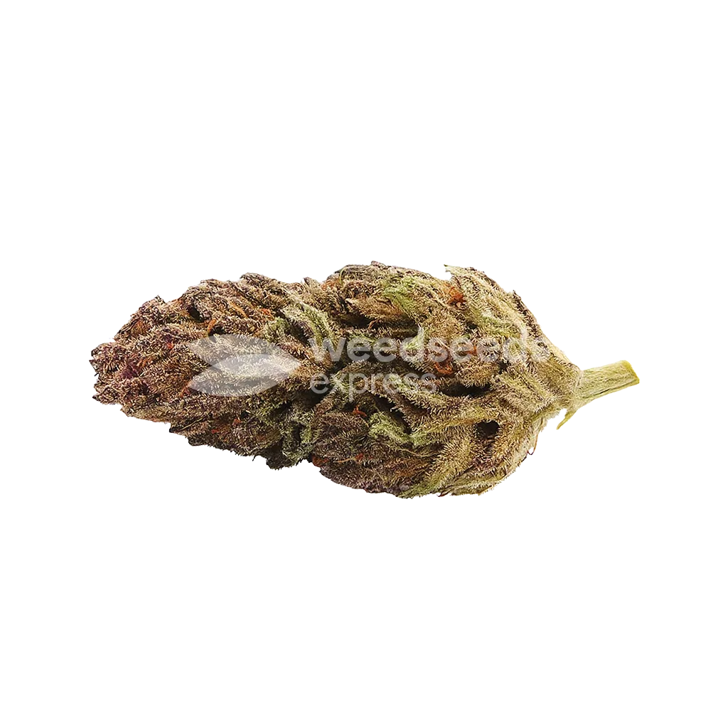 Blackberry Kush Auto Bud