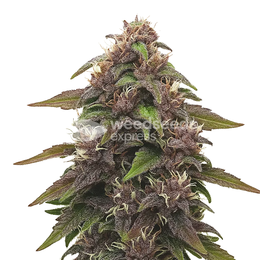 Blackberry Kush Auto Plant