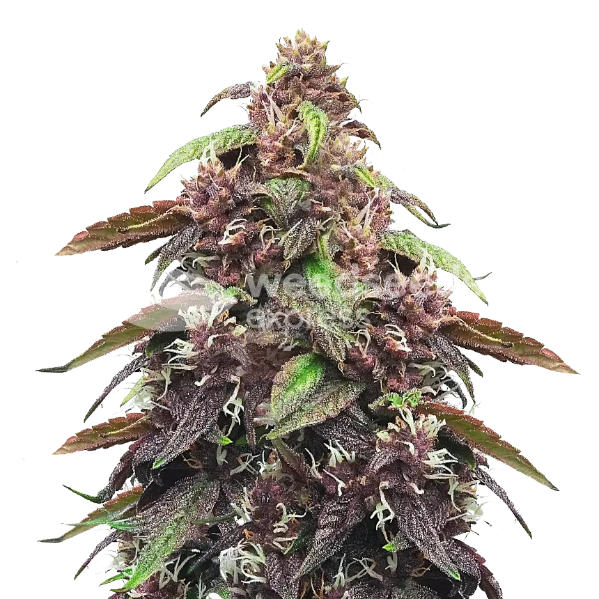 Blackberry Kush plant