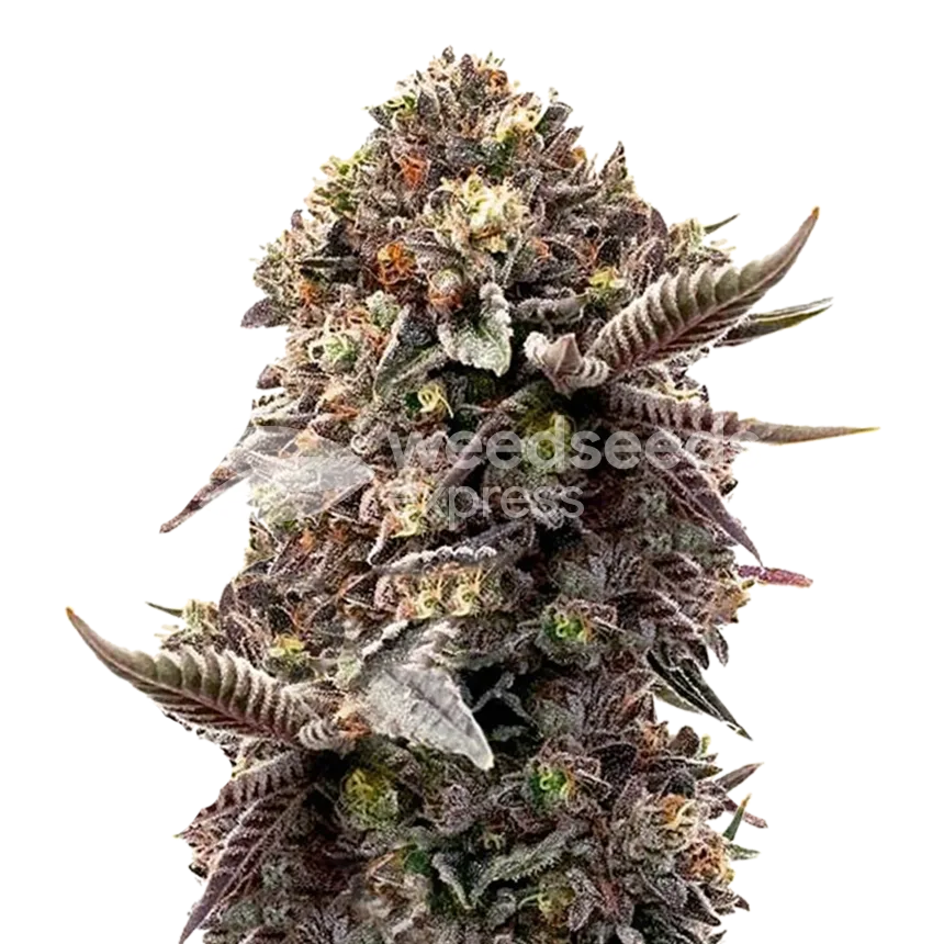 Blackberry Moonrocks plant