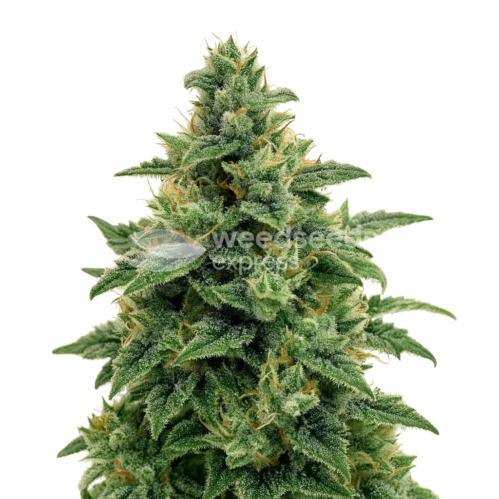 Blue Amnesia Auto Plant