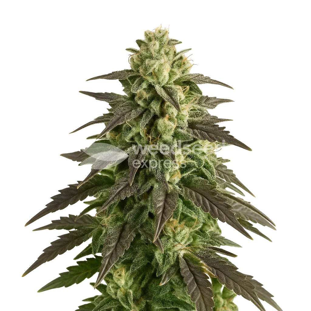 Blue Cheese Auto Plant