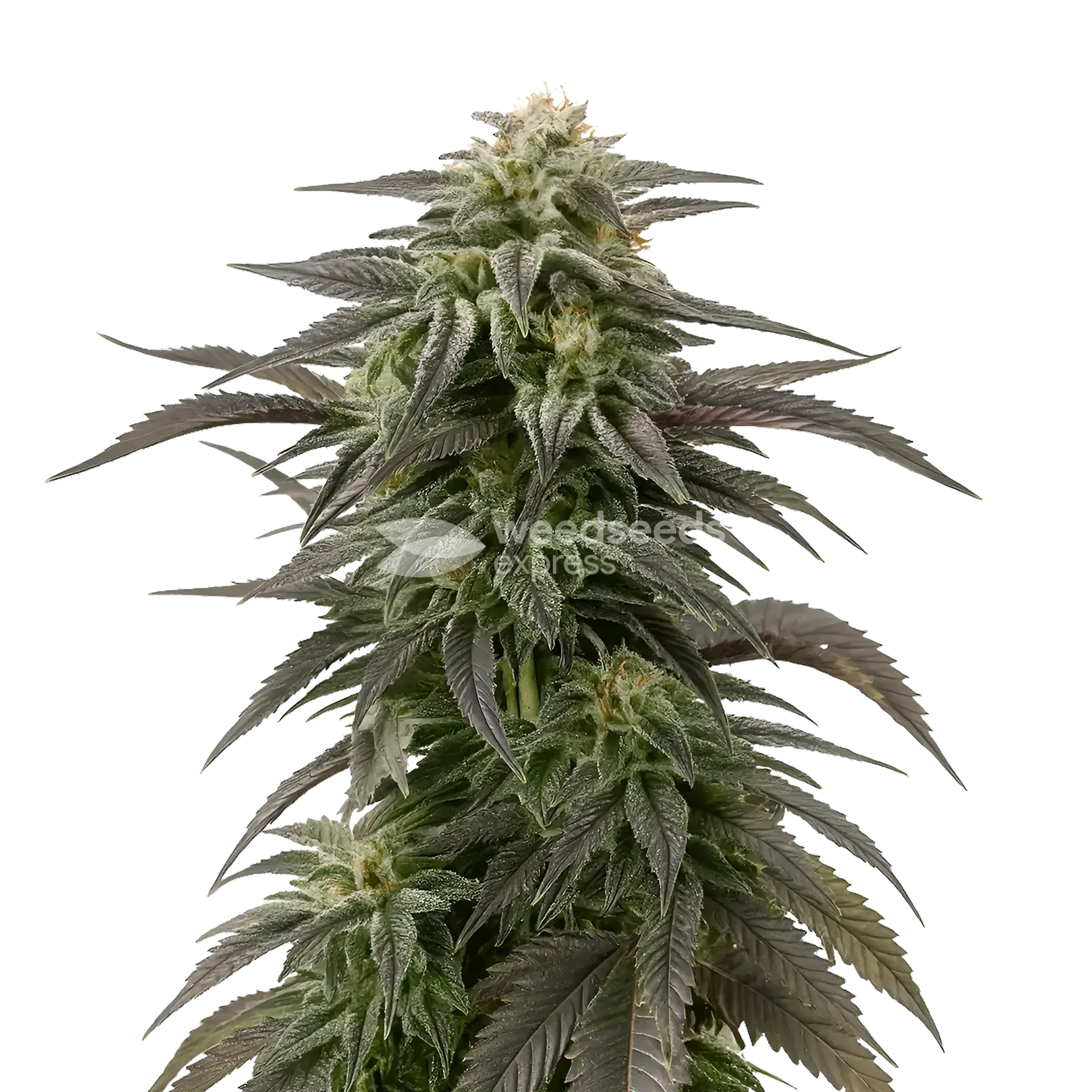 Blue Cheese Cannabis Plant