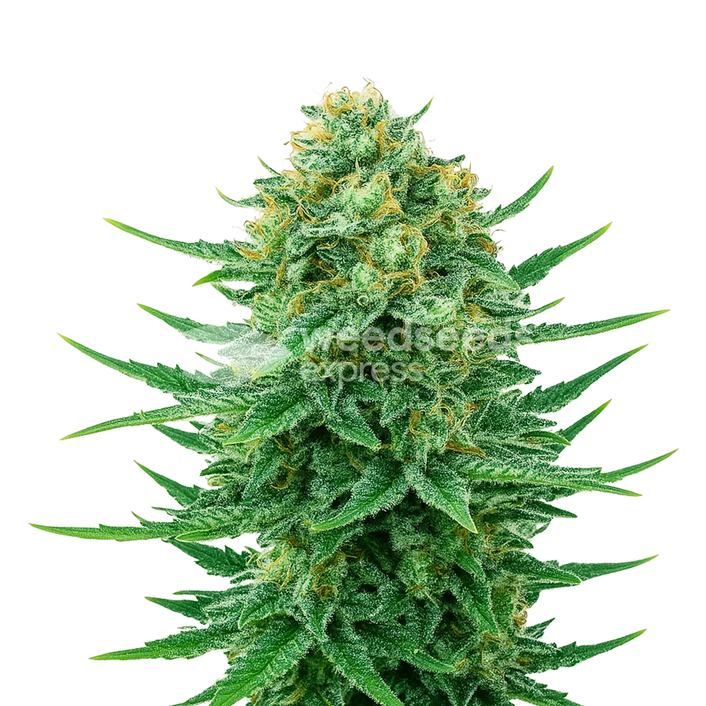 Blue Dream Auto Plant
