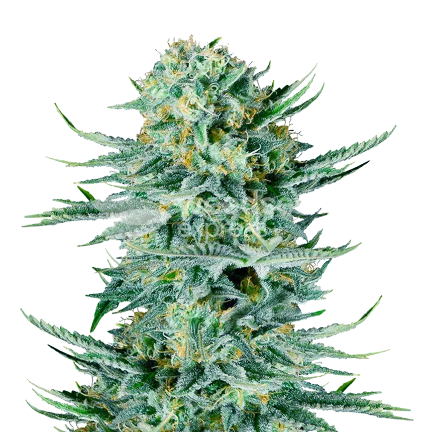 Blue Dream Cannabisplant