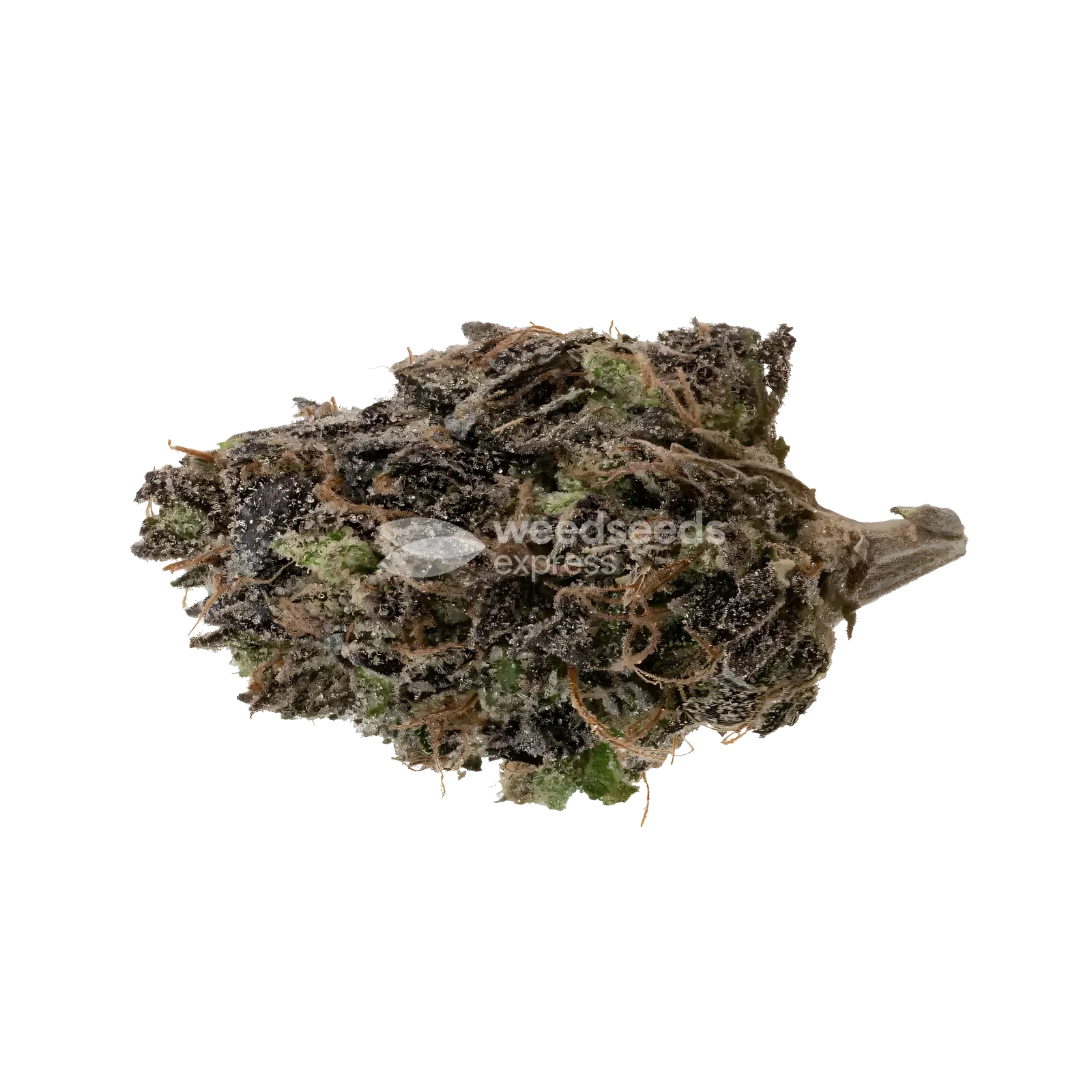 Blue Zushi Bud