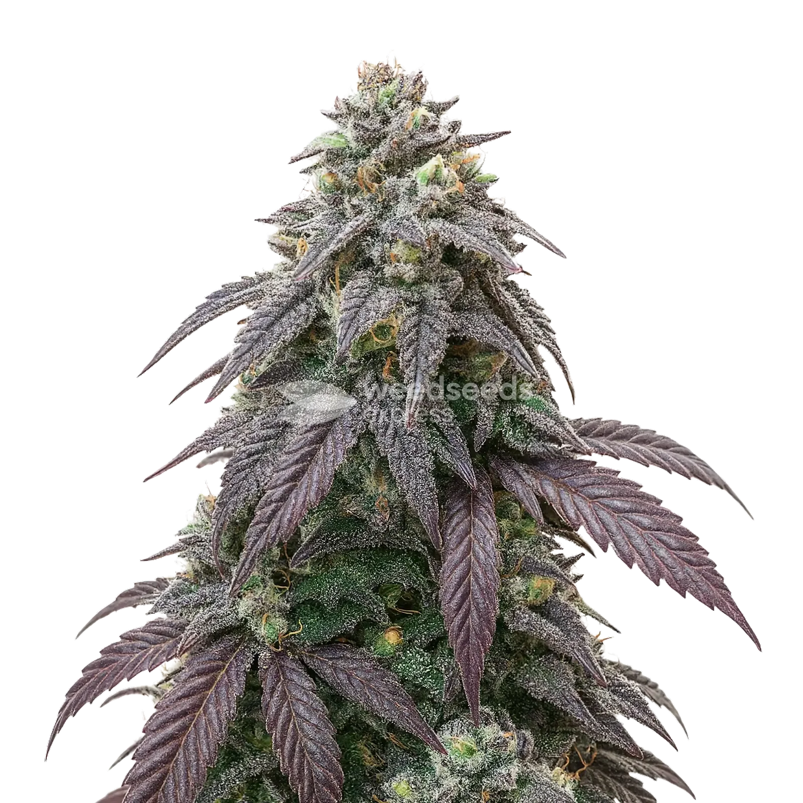 Blue Zushi Cannabis Plant