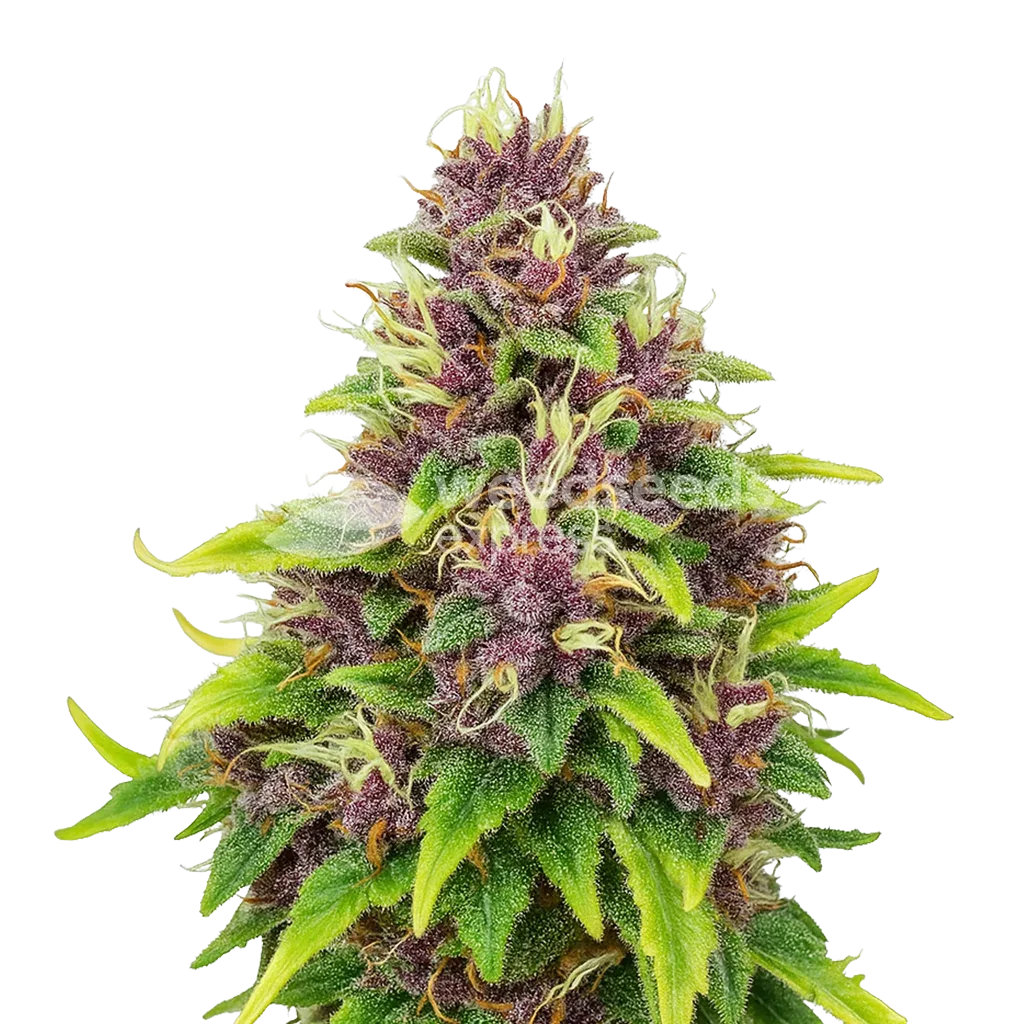Blueberry Auto Plant