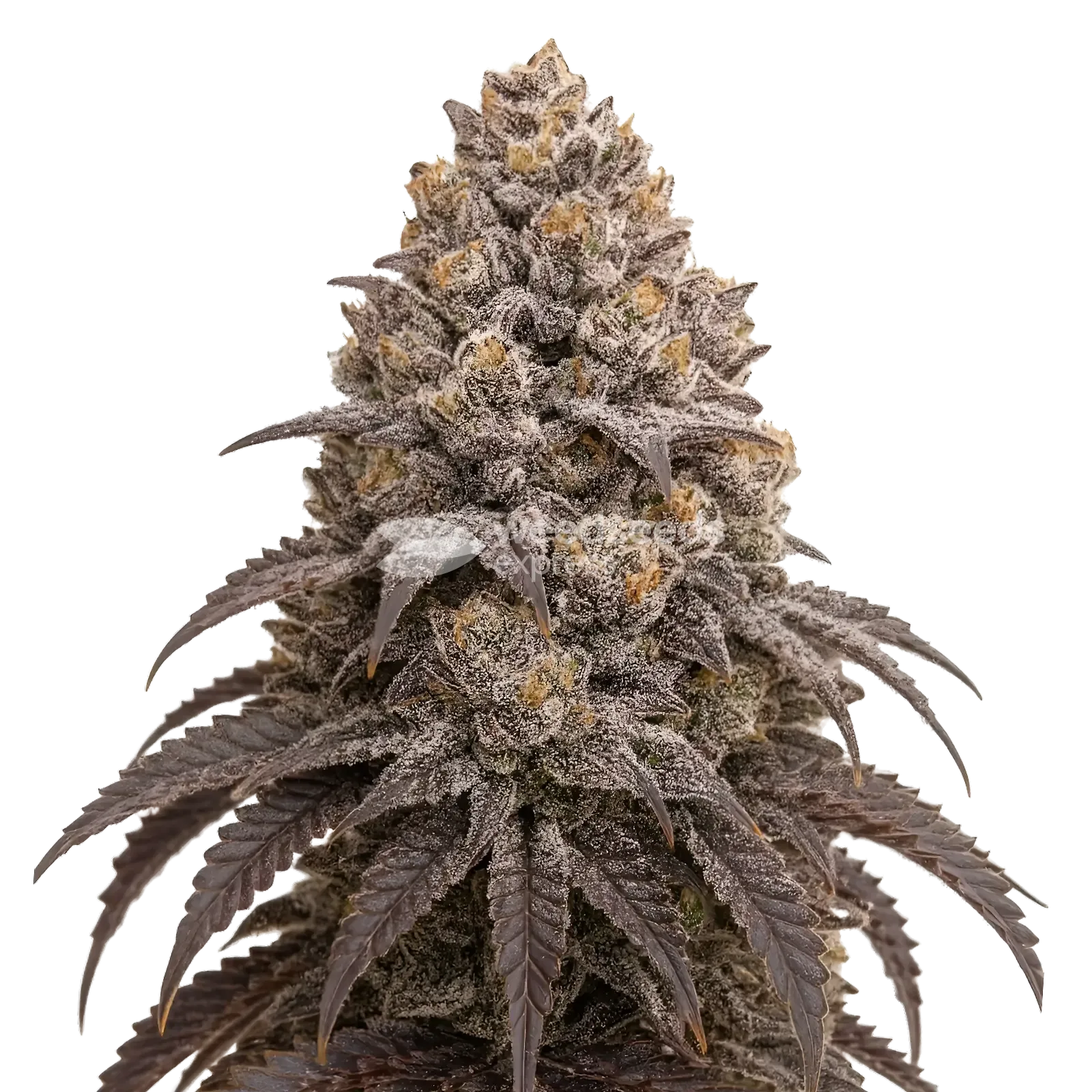 Blueberry Kush Wiet Plant