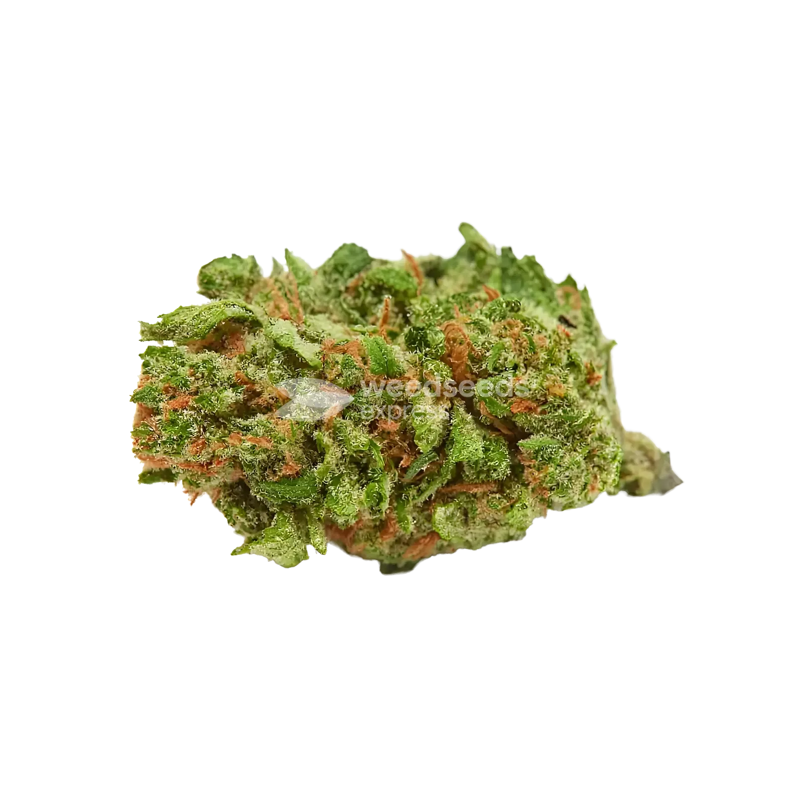 Blueberry Muffin Bud