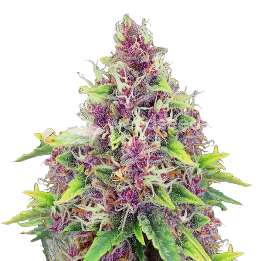 Blueberry Plant