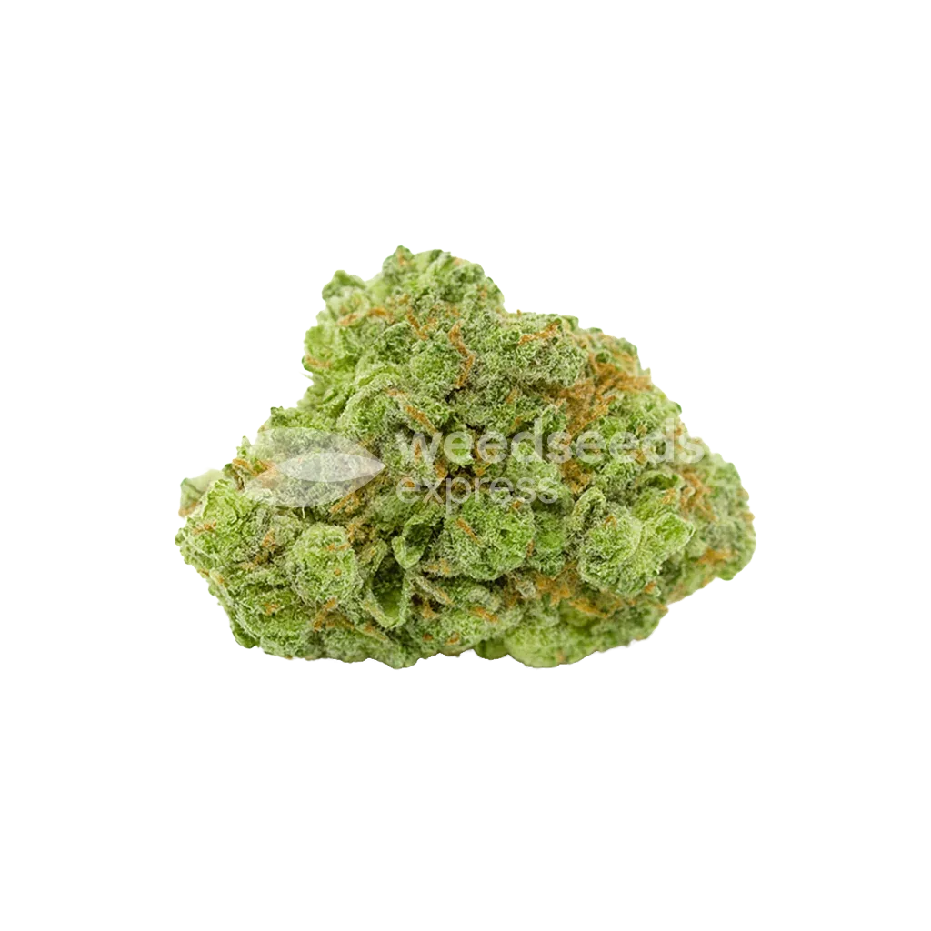 Bruce Banner Auto Bud