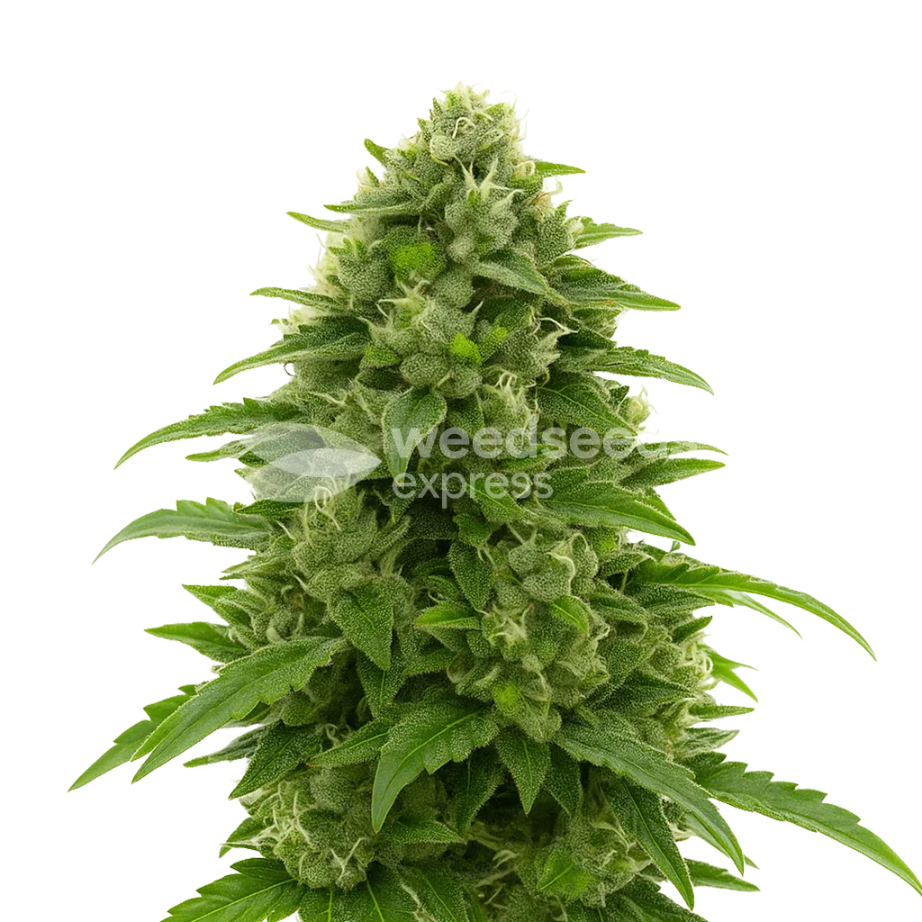 Bruce Banner Auto Plant