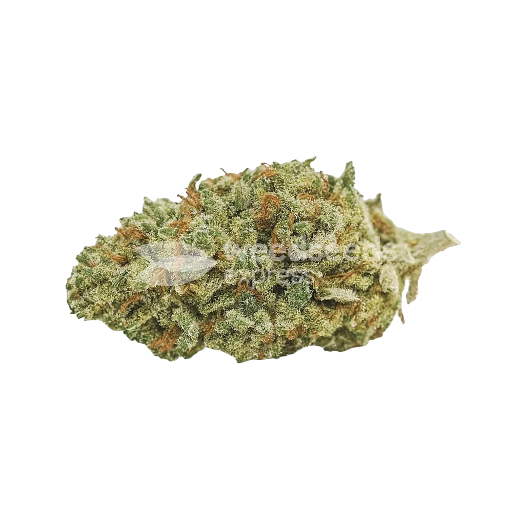 Bubba Kush Auto Bud