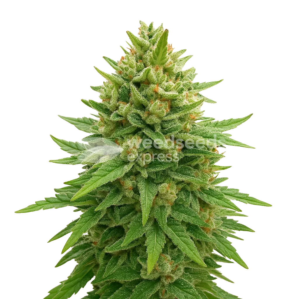 Bubba Kush Auto Plant
