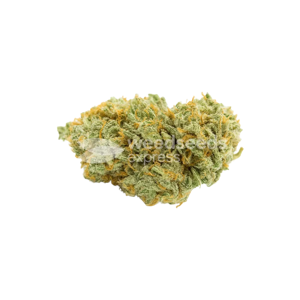 Bubblegum Auto Bud