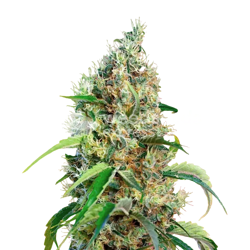 Bubblegum plant