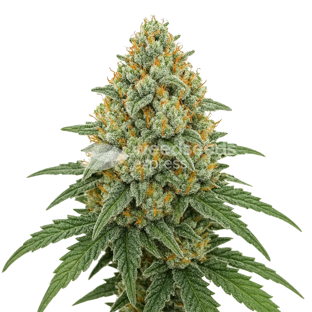 Bubblegum Sherbet Auto Plant