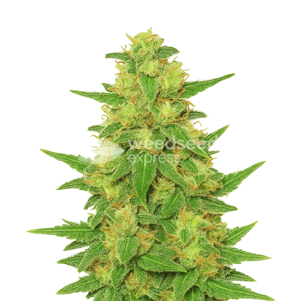 C. Banana Auto Plant