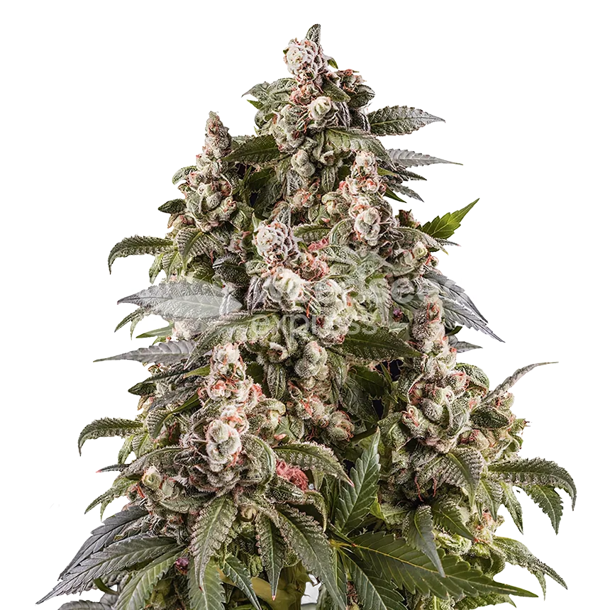 Cap Junky Plant