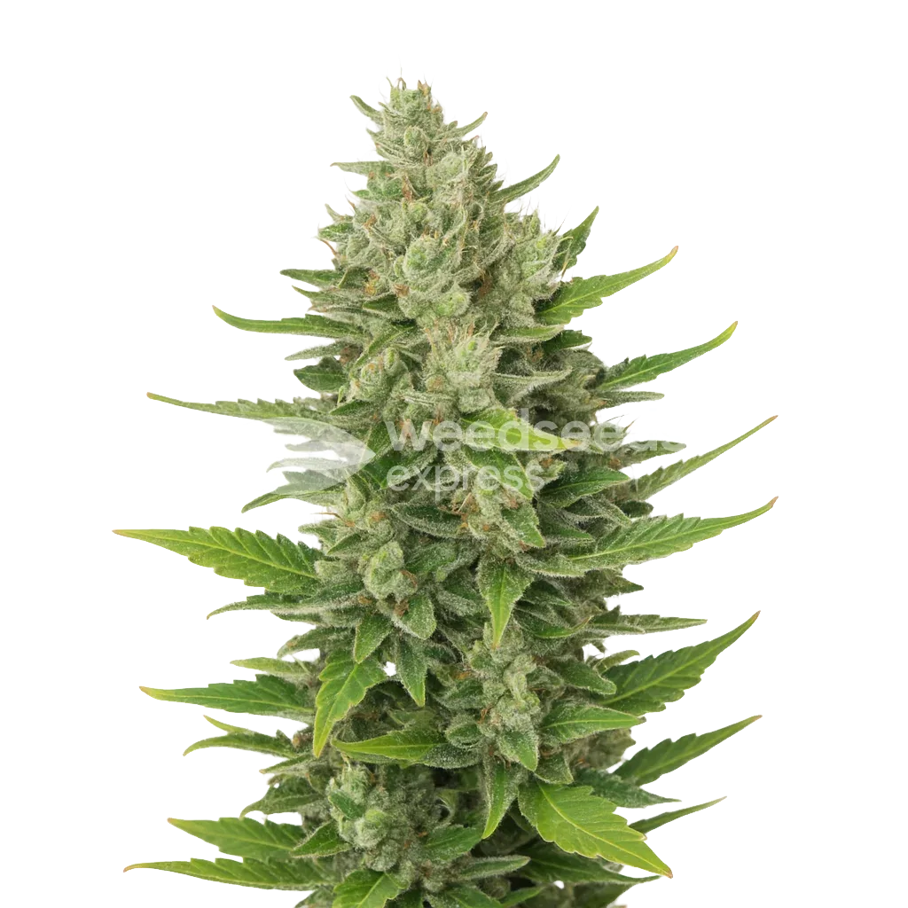 CBD Critical Mass Auto Plant