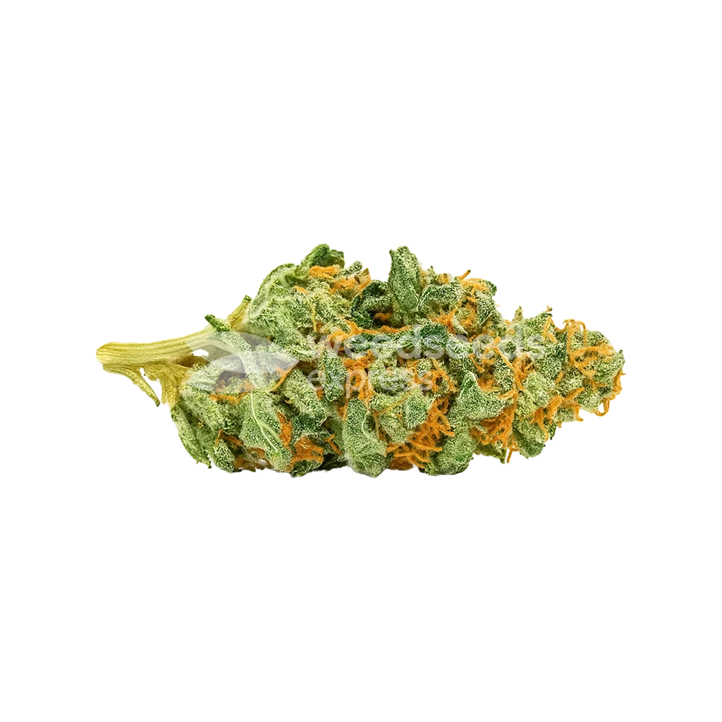 CBD Express Autoflower Wietzaden - WSE NL