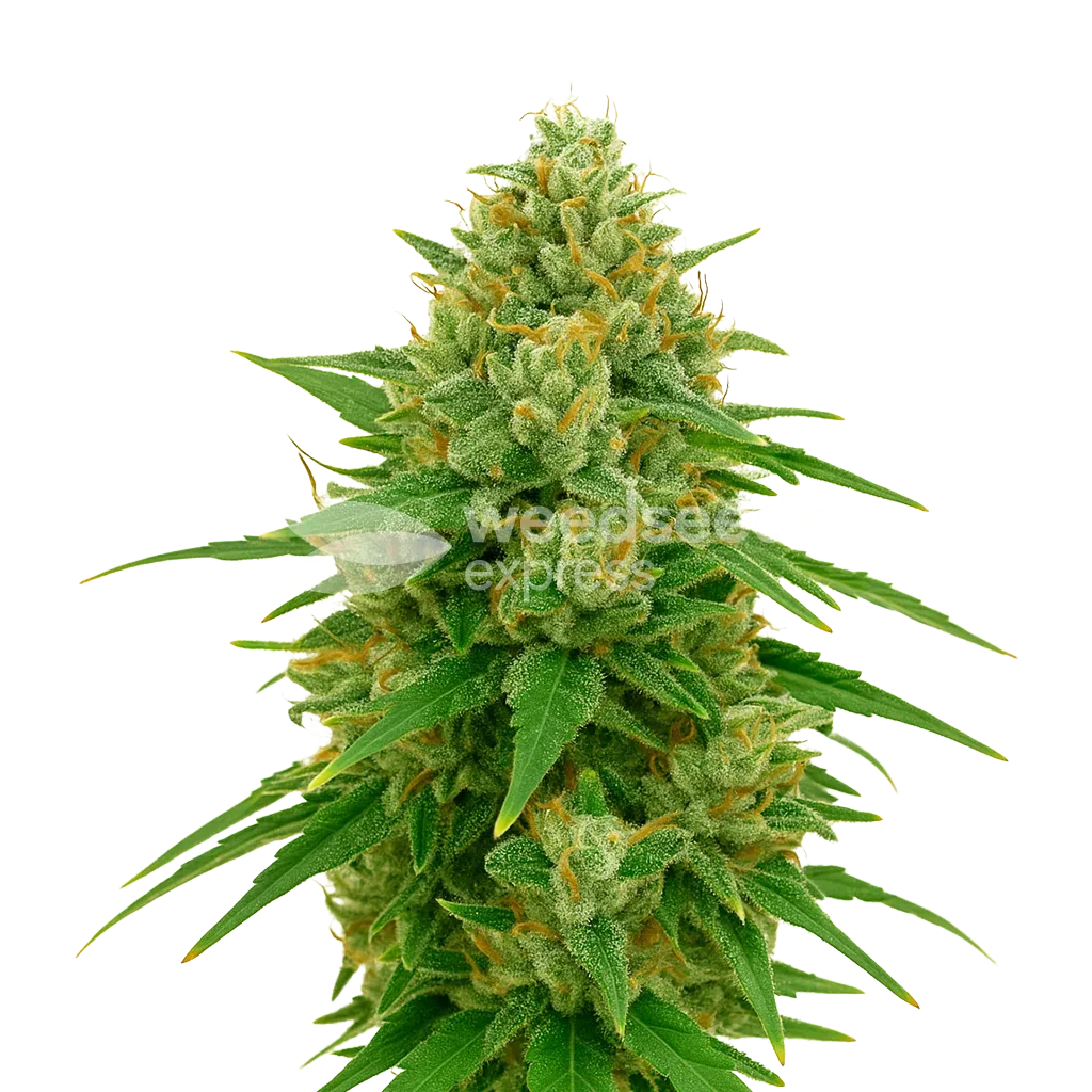 CBD Express Auto Plant