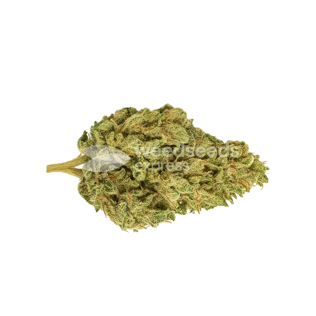 CBD Kush Auto Bud