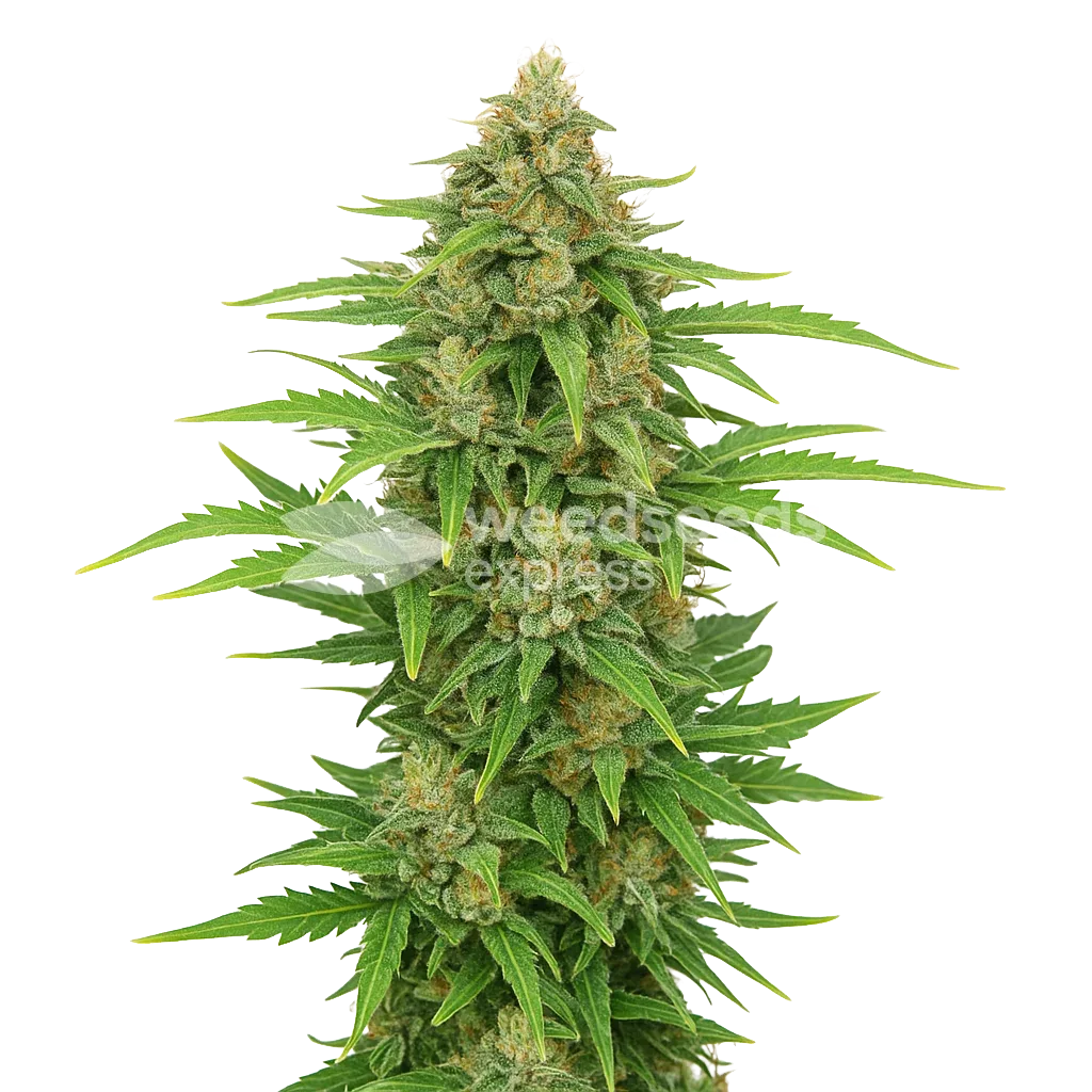 CBD Kush Auto Plant
