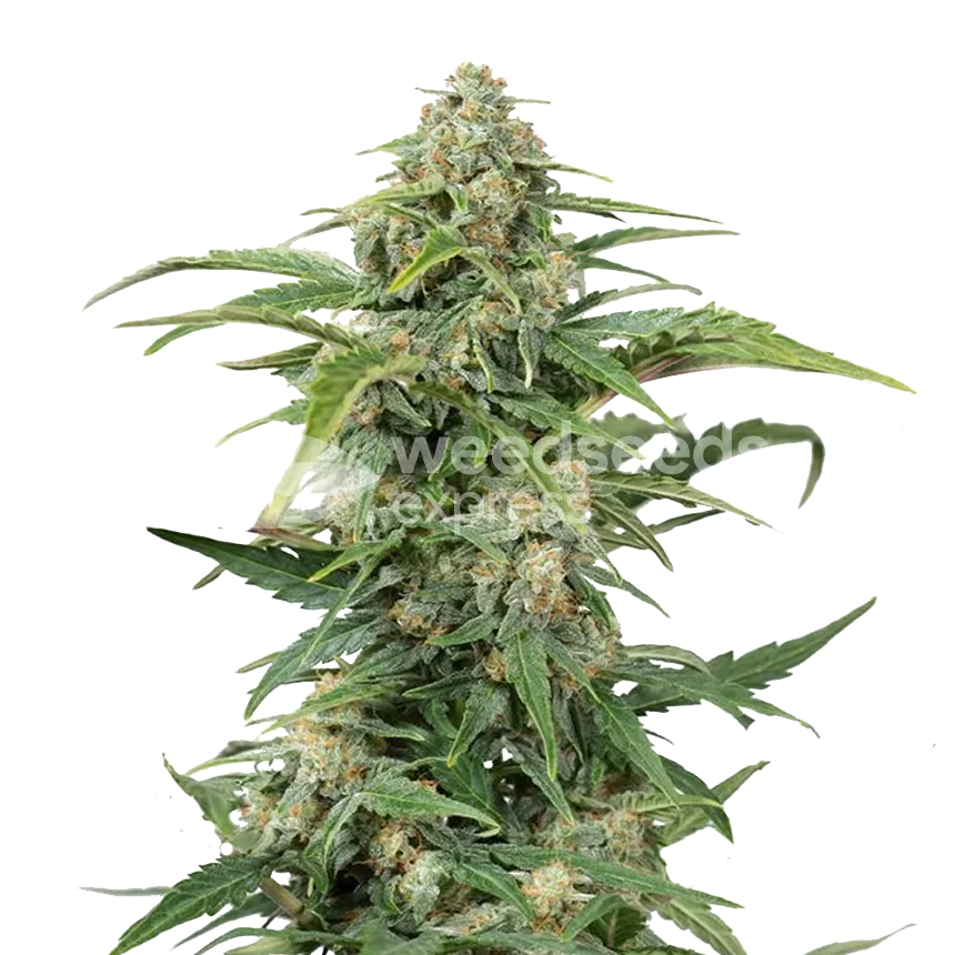 CBD Kush plant