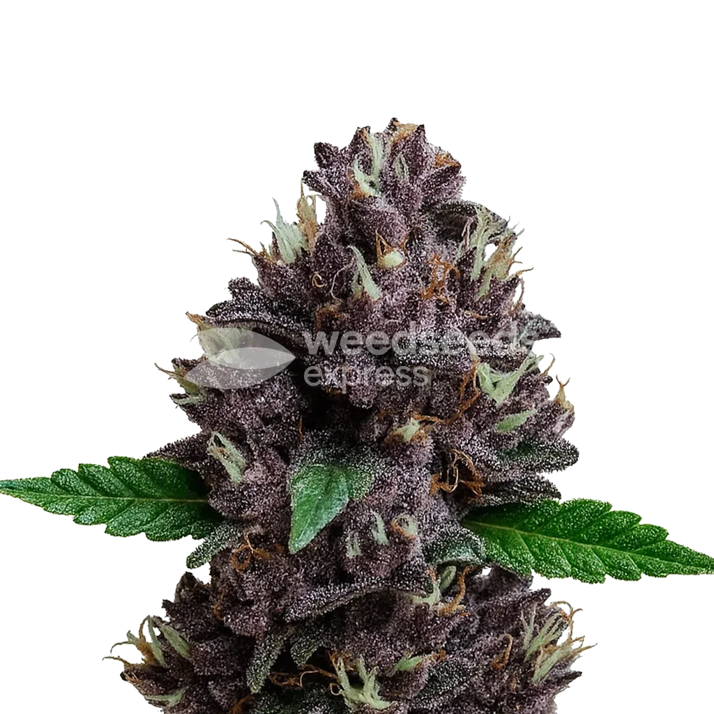 CBD Purple Kush Auto Plant