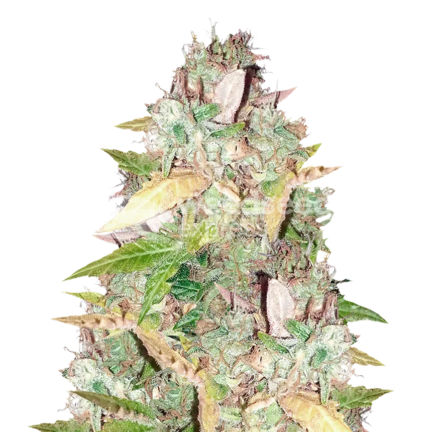 CBD Sugar Plant
