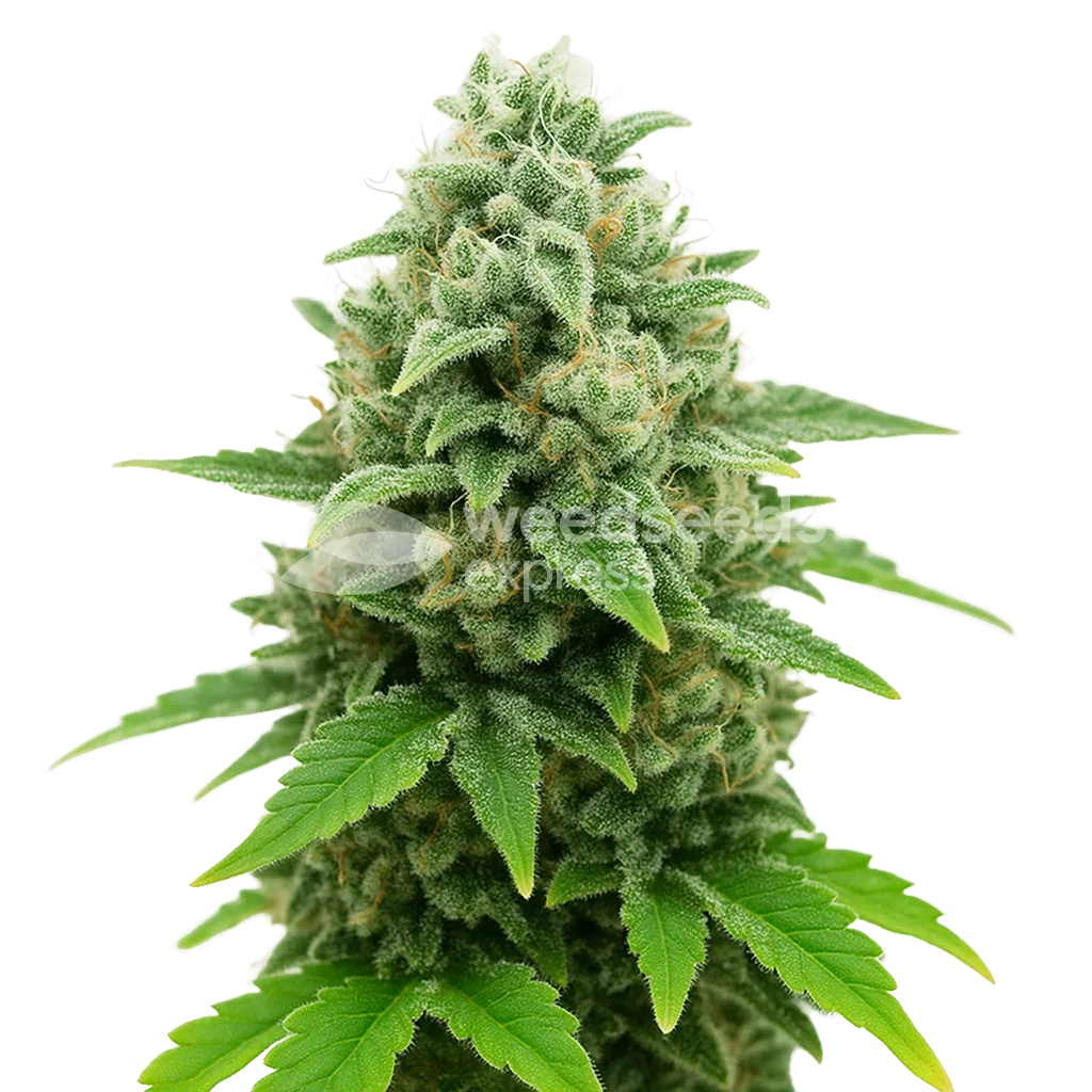 CBD White Widow Auto Plant