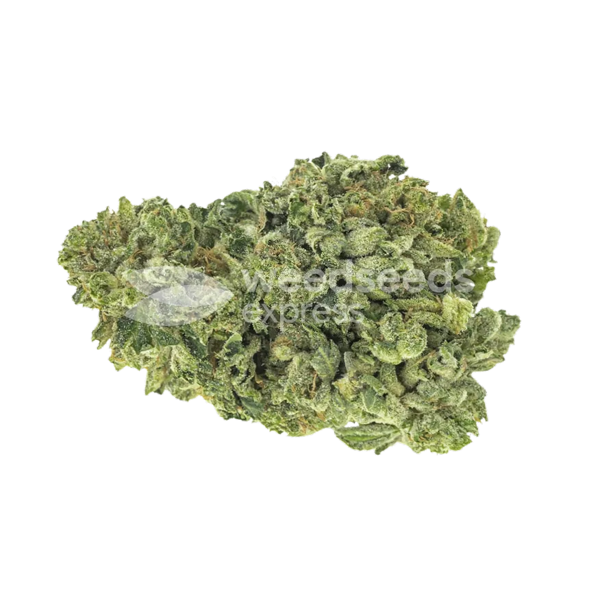 CBD Zenergy Bud