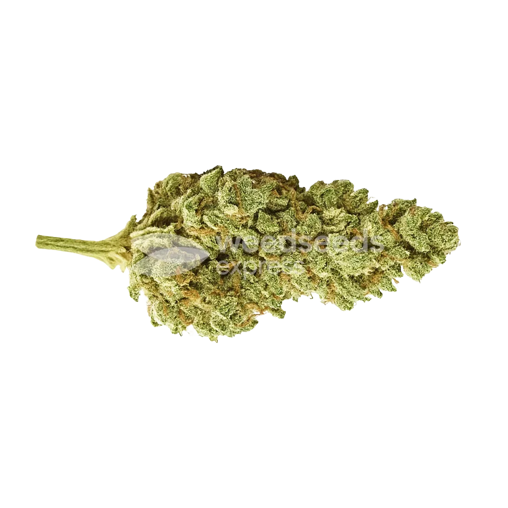 CBG Citrus Nectar Auto Bud