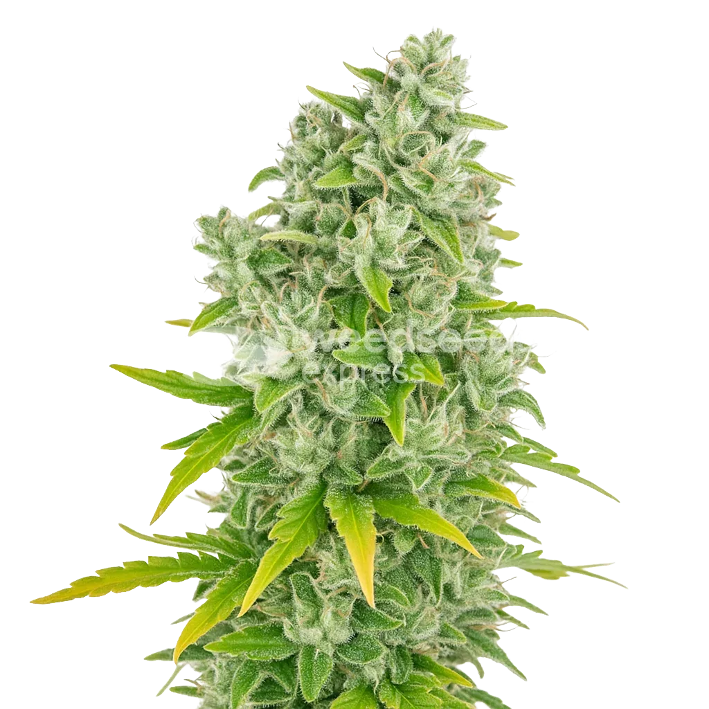 CBG Citrus Nectar Auto Plant